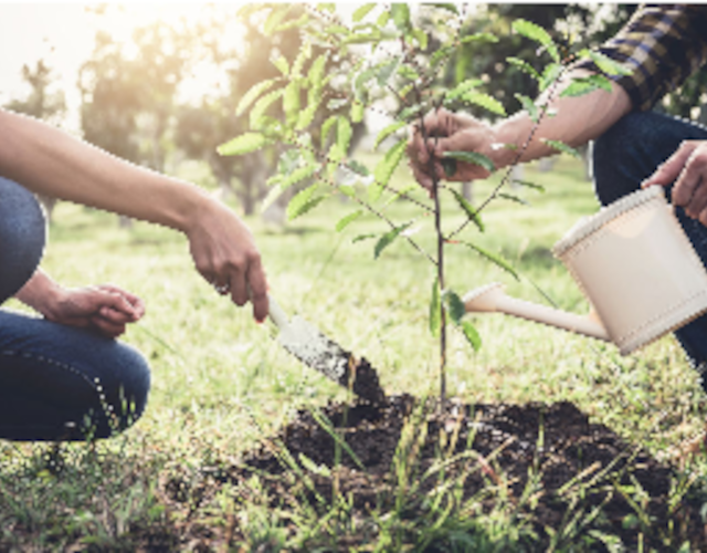 Plantation de 350 arbres ce samedi 4 juin 2022