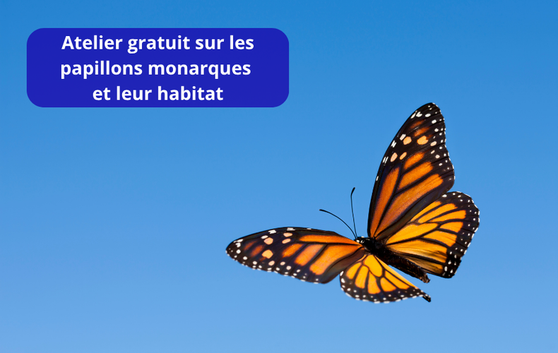 Atelier sur les papillons monarques et leur habitat