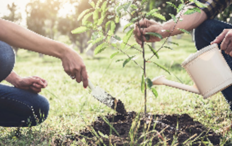 Plantation de 350 arbres ce samedi 4 juin 2022